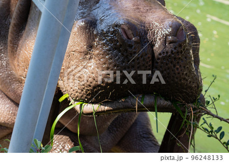 動物園で植木を食べるカバ 96248133