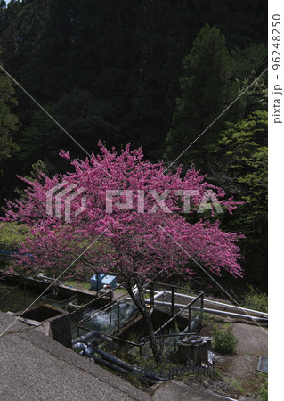 ボタン桜 ボタン桜 96248250