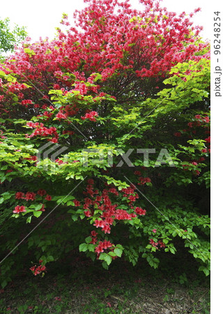 船窪のツツジ 96248254