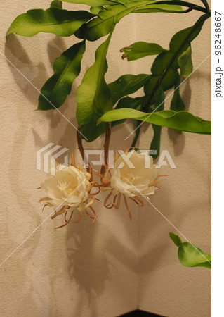 月下美人の花と葉 月下美人の花と葉 96248667