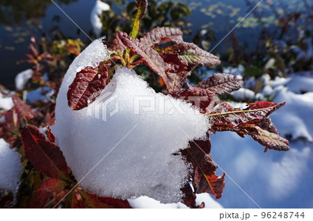 紅葉のナナカマドに降った雪 突然の降雪に見舞われた紅葉の志賀高原の