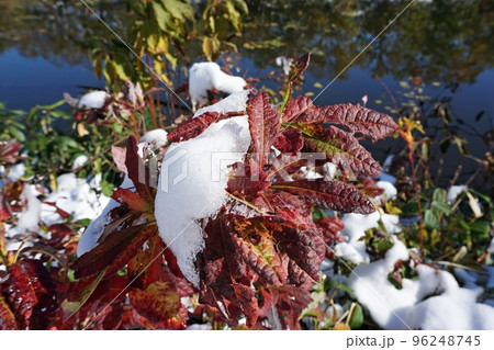 紅葉のナナカマドに降った雪 突然の降雪に見舞われた紅葉の志賀高原の