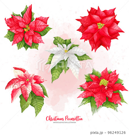 Christmas Poinsettia set, Digital paint watercolor illustration Christmas Poinsettia set, Digital paint watercolor illustration 96249126