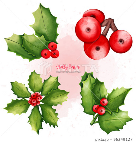 Christmas Holly berry collection, Digital paint watercolor illustration 96249127