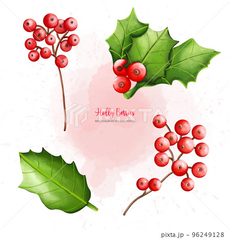 Christmas Holly berry set, Digital paint watercolor illustration 96249128