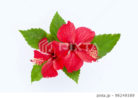 Hibiscus flower with leaves on white 96249389