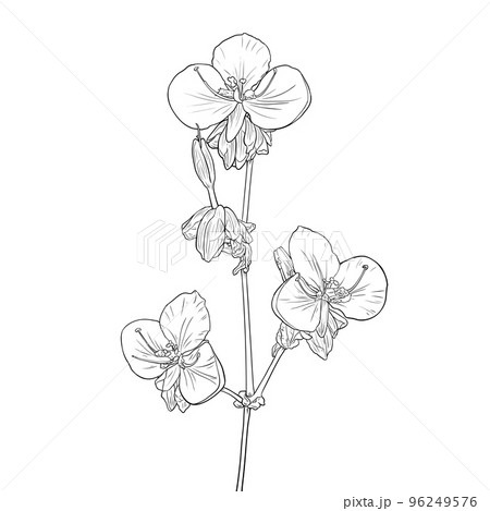 Murdannia giganteum Line drawing Murdannia giganteum Line drawing 96249576