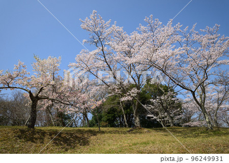 西山公園の桜を見に行きました　＃5 96249931