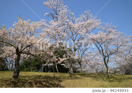 西山公園の桜を見に行きました　＃6 96249933