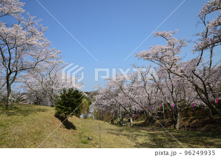 西山公園の桜を見に行きました #8 西山公園の桜を見に行きました #8 96249935