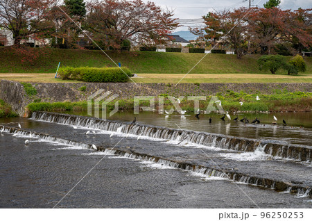 賀茂川のカワウとシラサギの群れ 96250253