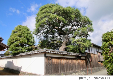 木戸孝允旧宅・塀と松(山口県・萩市) 木戸孝允旧宅・塀と松(山口県・萩市) 96250314