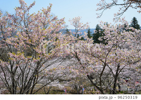 西山公園の桜を見に行きました #15 西山公園の桜を見に行きました #15 96250319
