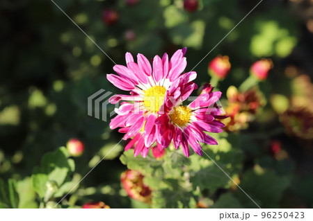 日本の秋の公園に咲くピンク色のスプレーギクの花 96250423