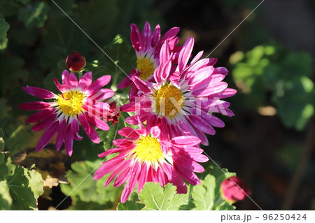日本の秋の公園に咲くピンク色のスプレーギクの花 日本の秋の公園に咲くピンク色のスプレーギクの花 96250424