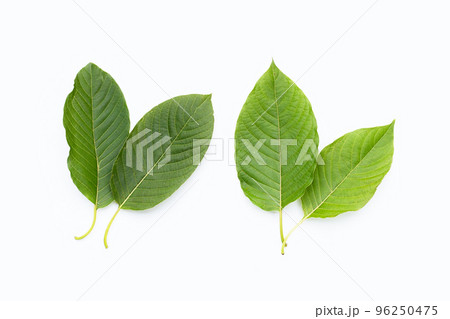 Mitragyna speciosa, Fresh kratom leaves on white background Mitragyna speciosa, Fresh kratom leaves on white background 96250475