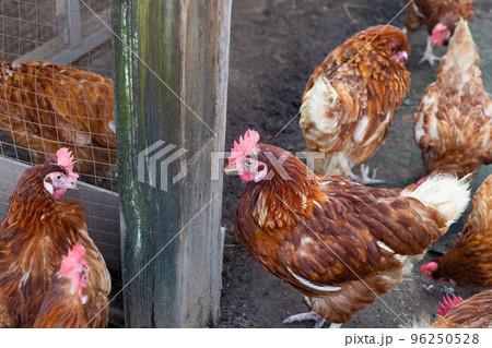 Hens in the chicken farm. Organic poultry house. 96250528