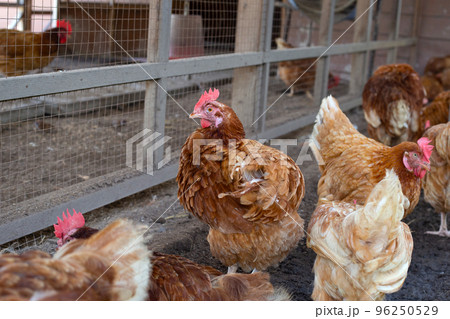 Hens in the chicken farm. Organic poultry house. Hens in the chicken farm. Organic poultry house. 96250529