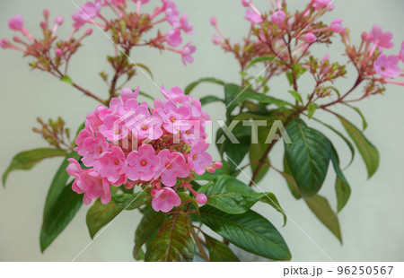 匂い桜ココ 96250567