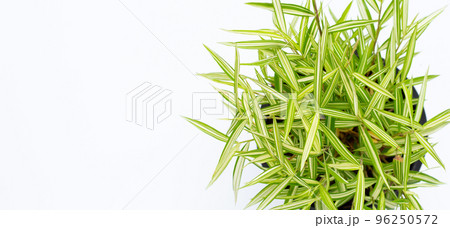 Green yellow plant in pot on white background. Top view of Thyrsostachys Siamensis Gamble or Cat bamboo Green yellow plant in pot on white background. Top view of Thyrsostachys Siamensis Gamble or Cat bamboo 96250572