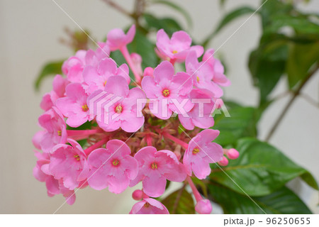 匂い桜ココ 匂い桜ココ 96250655