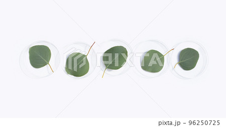 Fresh leaves of eucalyptus in petri dishes on white background. Fresh leaves of eucalyptus in petri dishes on white background. 96250725