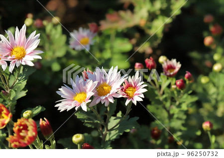 日本の秋の公園に咲く薄桃色のスプレーギクの花 96250732