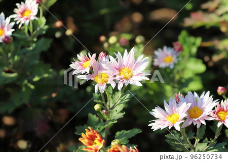 日本の秋の公園に咲く薄桃色のスプレーギクの花 96250734