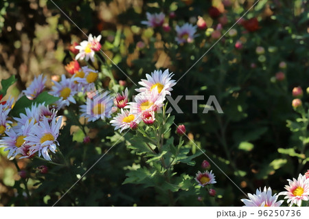 日本の秋の公園に咲く薄桃色のスプレーギクの花 96250736