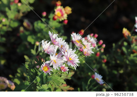 日本の秋の公園に咲く薄桃色のスプレーギクの花 96250738