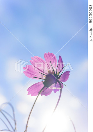 コスモスの花の裏側 96250908
