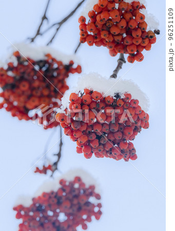 Clusters of wild mountain ash covered with snow in winter Clusters of wild mountain ash covered with snow in winter 96251109