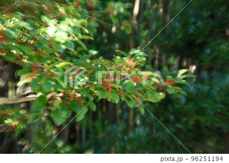 縁起の良いクロガネモチ 縁起の良いクロガネモチ 96251194