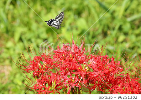 埼玉県川越市平塚新田 入間川土手の曼珠沙華(彼岸花)群生とアゲハ蝶 埼玉県川越市平塚新田 入間川土手の曼珠沙華(彼岸花)群生とアゲハ蝶 96251302