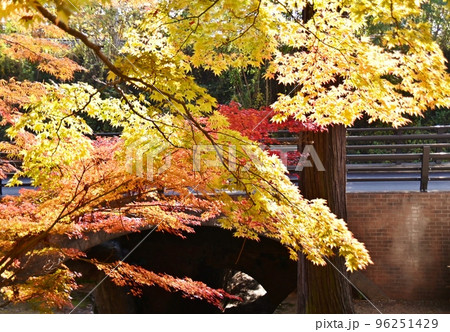 紅葉したもみじ葉のグラデーション 96251429