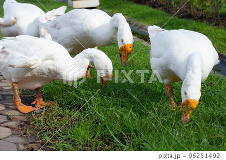 White gooses foraging in the park 96251492