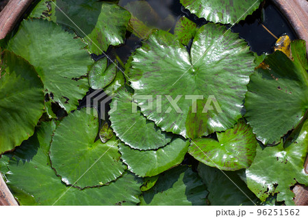 Beautiful blooming lotus flower with leaves, Waterlily pond Beautiful blooming lotus flower with leaves, Waterlily pond 96251562