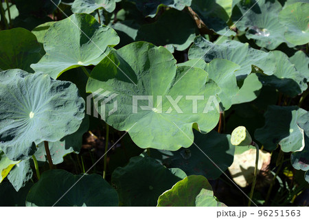 Lotus flower leaves in pond Lotus flower leaves in pond 96251563