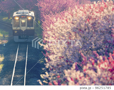 春のわたらせ渓谷鐵道　花桃の季節 96251785