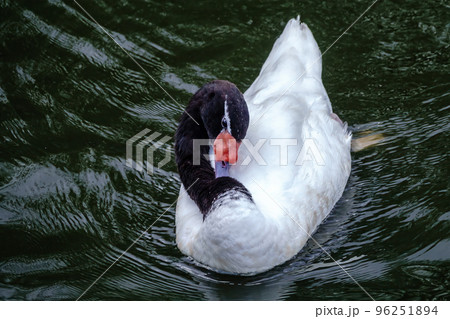The black-necked swan, Cygnus melancoryphus, is a swan that is the largest waterfowl native to South America. The body plumage is white with a black neck and head and greyish bill 96251894