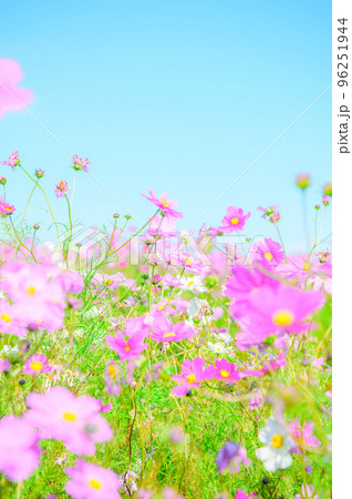 秋桜　コスモス 96251944