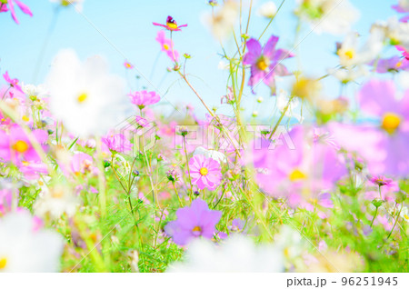 秋桜　コスモス 96251945