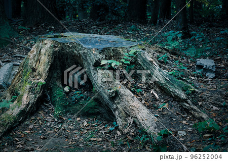 暗い森の大きな切り株 96252004