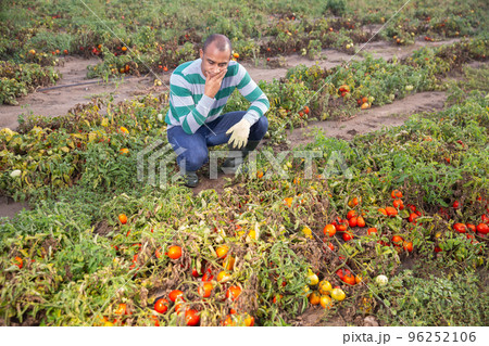 Male farmer checking tomatoes damaged after rain Male farmer checking tomatoes damaged after rain 96252106