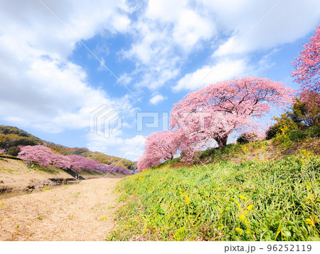 南伊豆町・下賀茂の河津桜(ソフトフォーカス) 南伊豆町・下賀茂の河津桜(ソフトフォーカス) 96252119