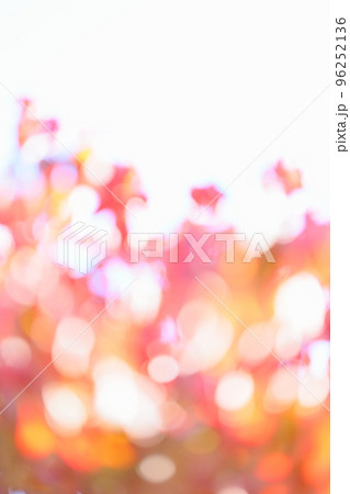 ハナミズキの紅葉のアウトフォーカス 【ボケ】 【ぼかし】 ハナミズキの紅葉のアウトフォーカス 【ボケ】 【ぼかし】 96252136