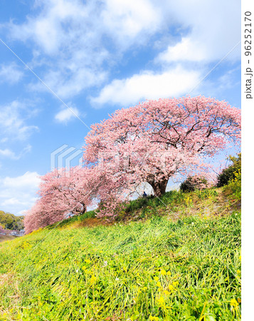 南伊豆町・下賀茂の河津桜(ソフトフォーカス) 南伊豆町・下賀茂の河津桜(ソフトフォーカス) 96252170