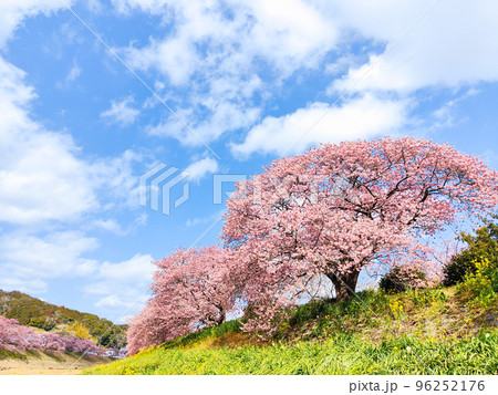 南伊豆町・下賀茂の河津桜 南伊豆町・下賀茂の河津桜 96252176