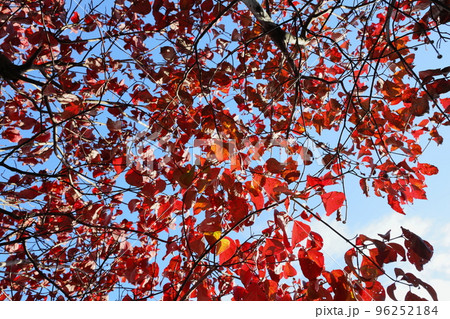 ハナミズキの紅葉 【青空バック】 96252184
