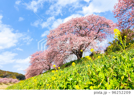 南伊豆町・下賀茂の河津桜 南伊豆町・下賀茂の河津桜 96252209